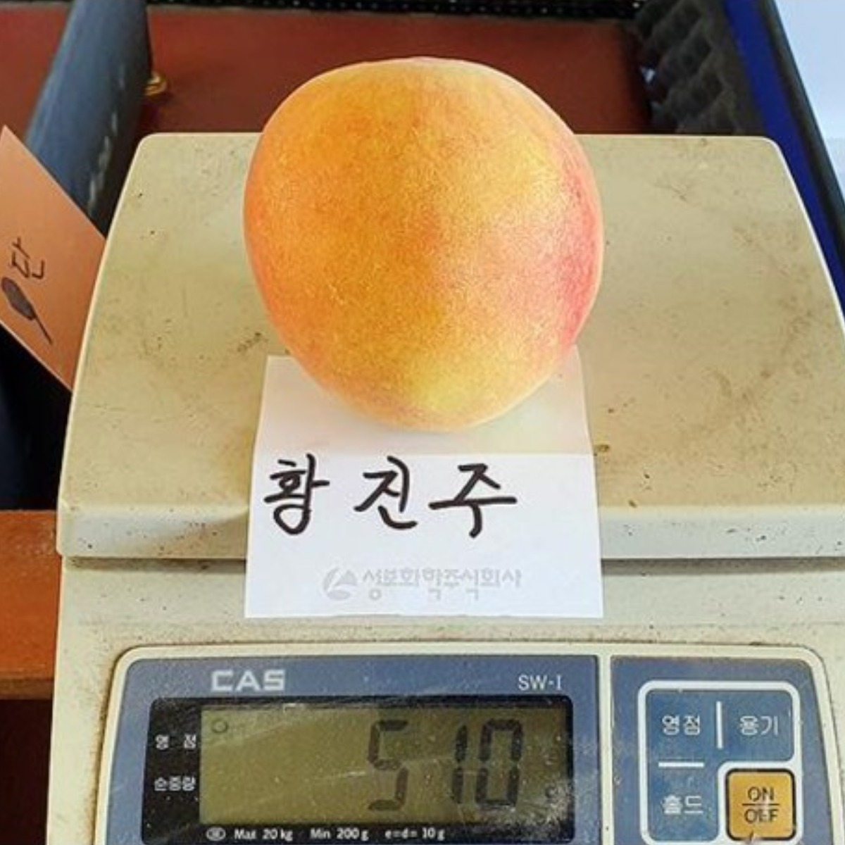 황진주복숭아나무 유실수묘목, 1개, 황진주복숭아분묘 35,000원