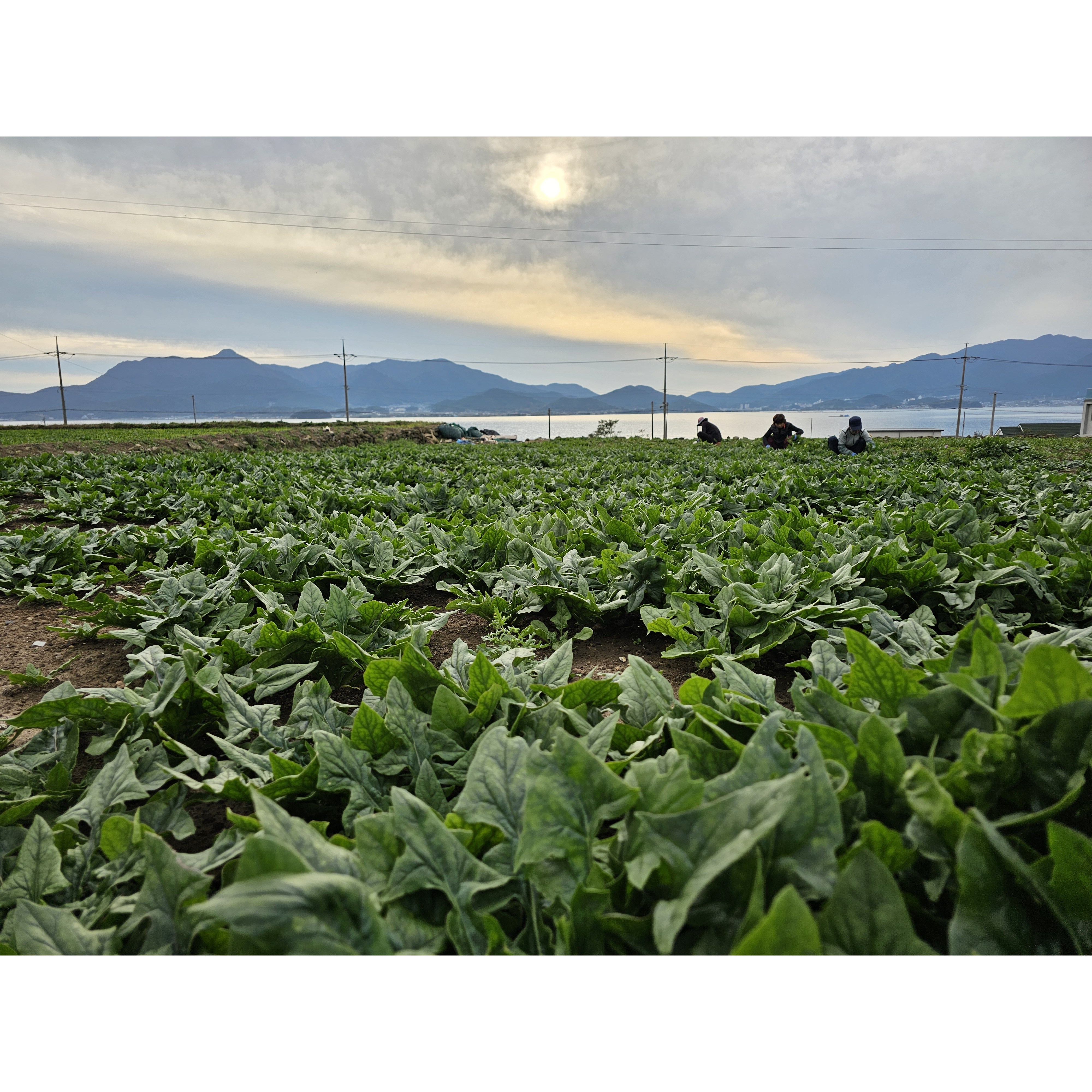 해풍으로 재배한 남해 시금치 보물초 섬초 노지시금치, 1박스, 1kg 11,690원