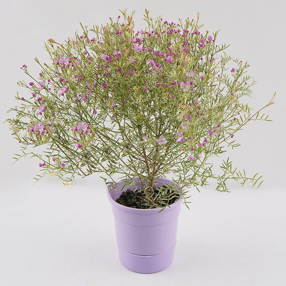 갑조네 무늬 보로니아 피나타 트윙클 미니중품 보로냐 브로니아 보로니아 핑크유나 향기나는 봄꽃 반려식물 플랜테리어 공기정화식물, 1개 20,900원