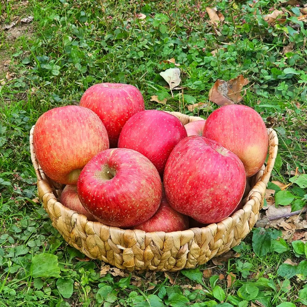[산지직송] 재구매율1위 GAP인증 초고당도 밀양 얼음골 사과, 1박스, 10kg / 정품 / 중과 / 30과 내외 150,000원