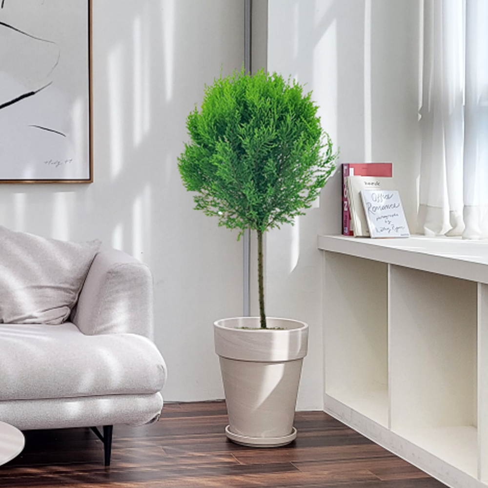 농원청년 크림토분 취임 영전 이직 승진 축하화분 실내 공기정화식물 사무실 카페 매장 공간 인테리어식물 거실화분 집들이 개업식 축하화환 여인초 금전수 뱅갈고무나무 아레카야자 행운목 199,000원