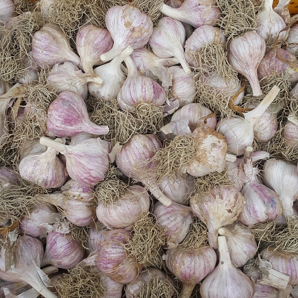 25년 의성마늘 육쪽 한지형 토종 국산마늘 통마늘 38,320원