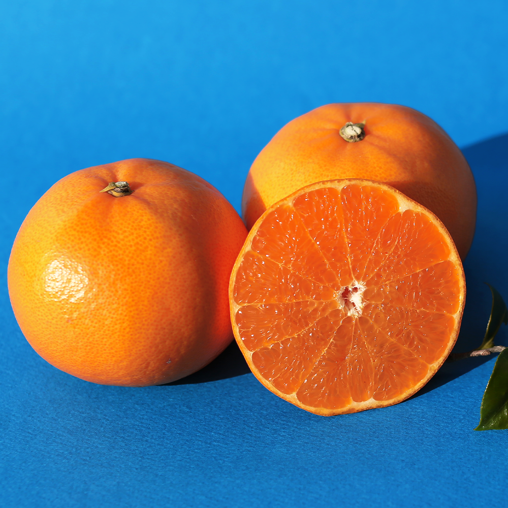 제주 고당도 천혜향 가정용, 1박스, 10kg못난이/꼬마 49,900원