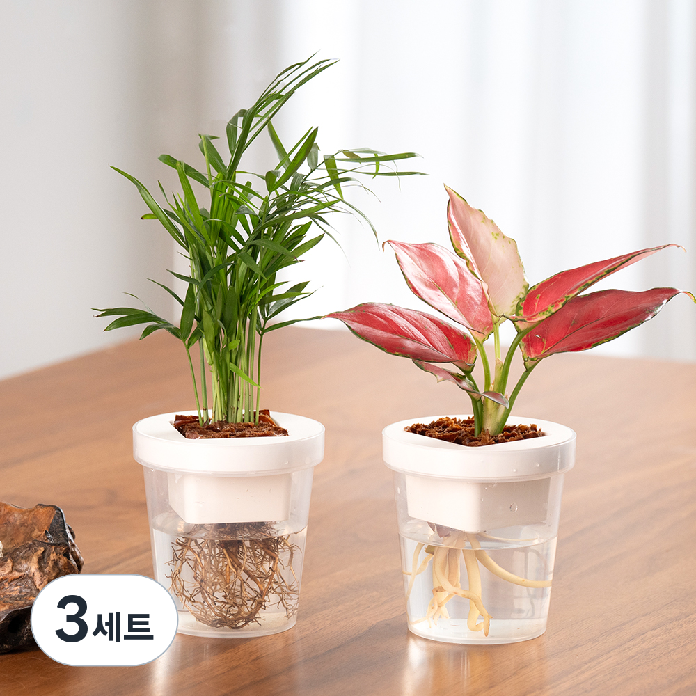 [로켓프레시] 메이크정글 수경재배 식물 엔젤 + 테이블야자 컵팟 화분 DIY 세트, 화이트(화분), 3세트 45,310원