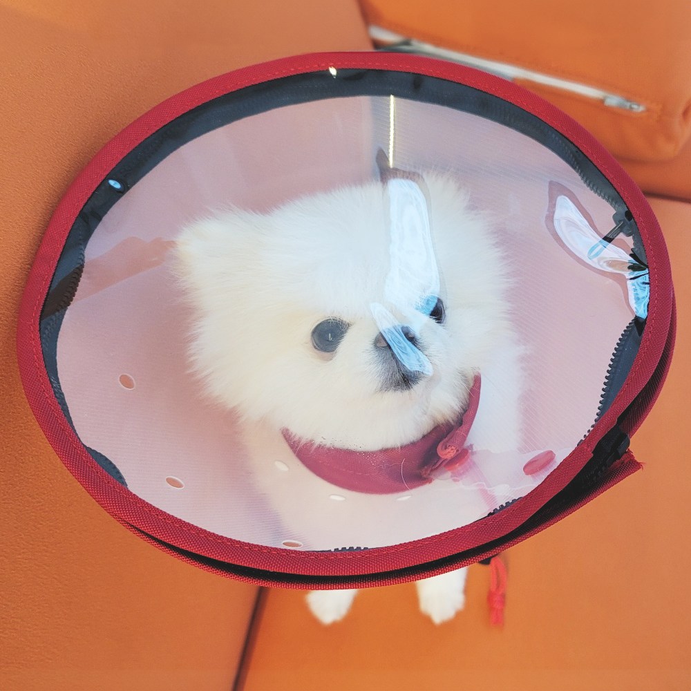 강아지 넥카라 산소마스크 고양이 펫 호흡곤란 치료 투명 깔때기 멸균 연결줄 포함, 1개 31,000원