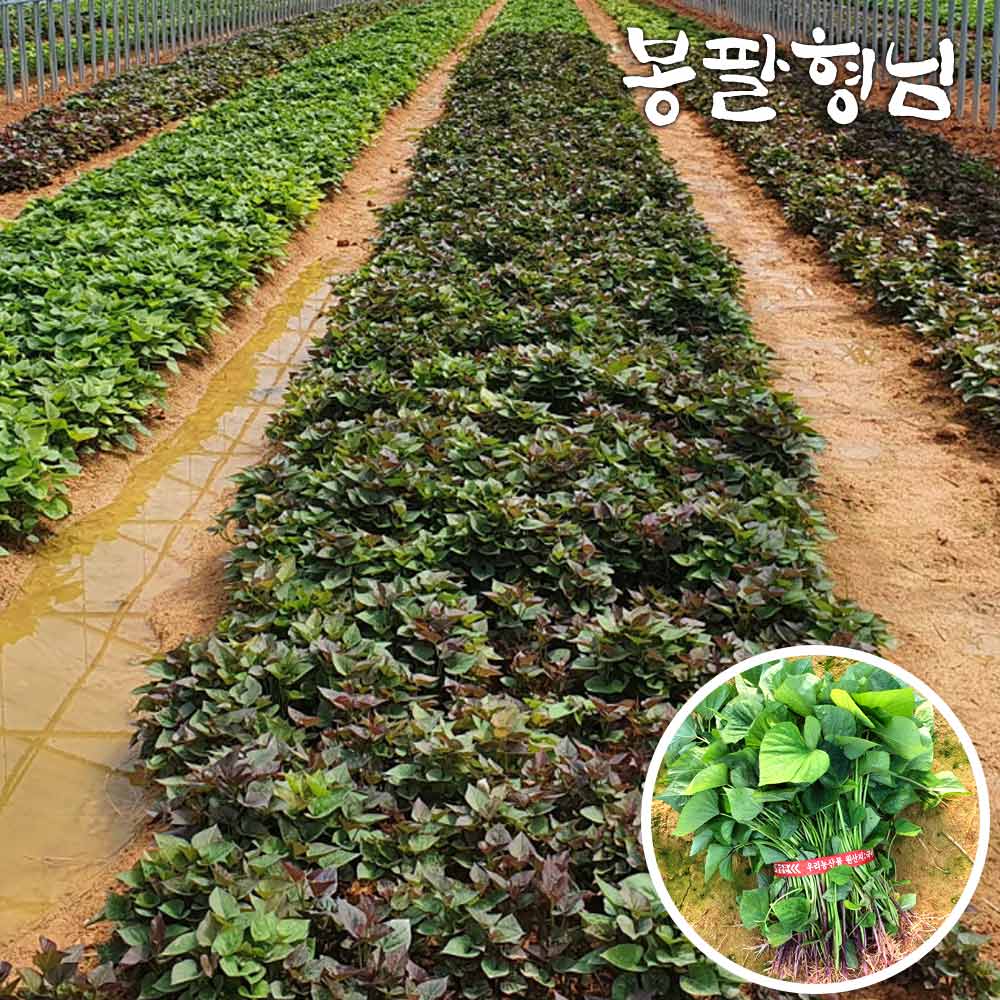 2026 호풍미모종 5kg 고구마싹 호박고구마모종 49,900원