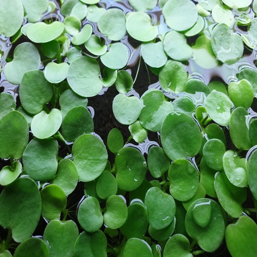 (이벤트 부상수초)아마존 프로그비트(15뿌리) 13,900원