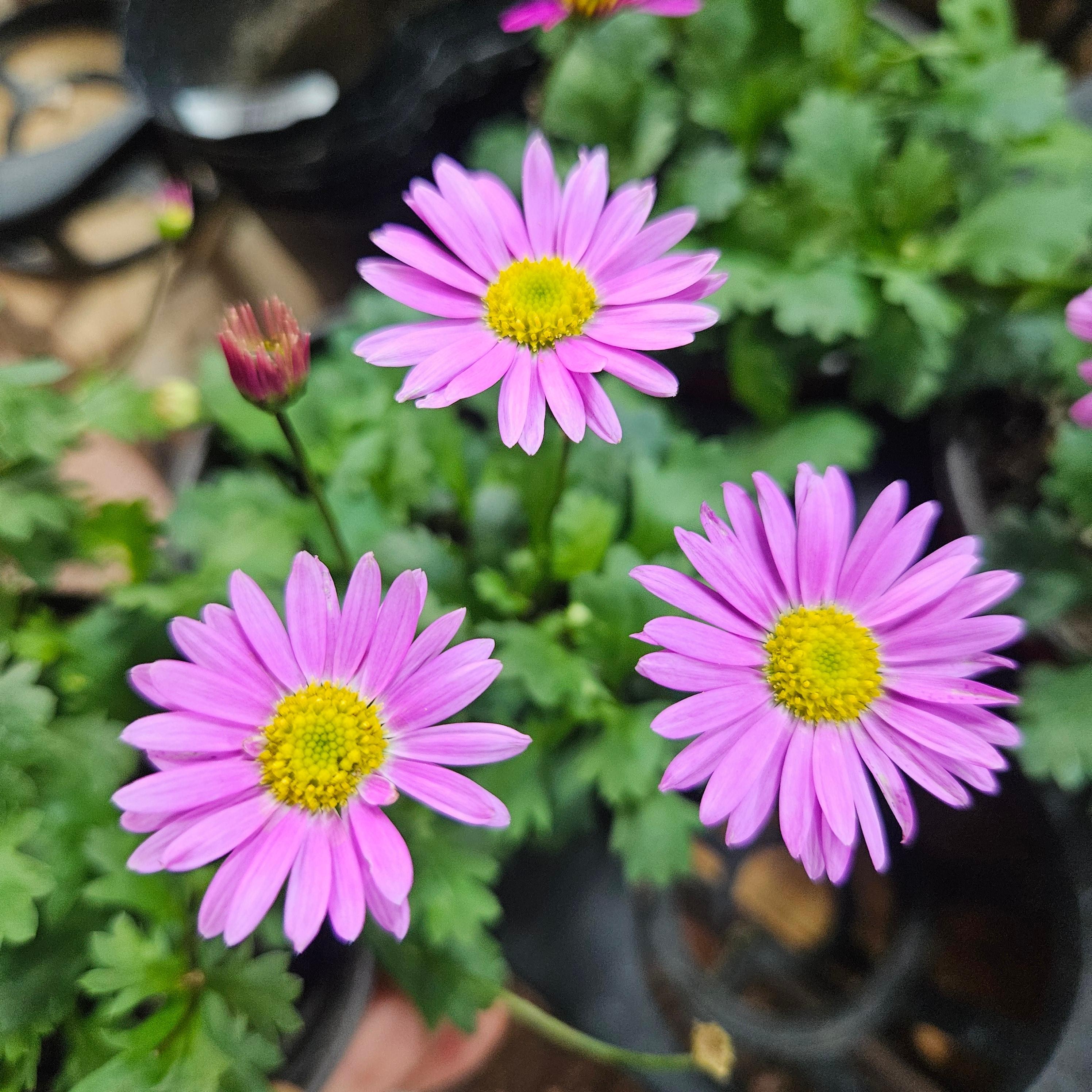 안녕두구동 사계국화 분홍 1+1 노지월동 야생화, 1개, 분홍 3,800원