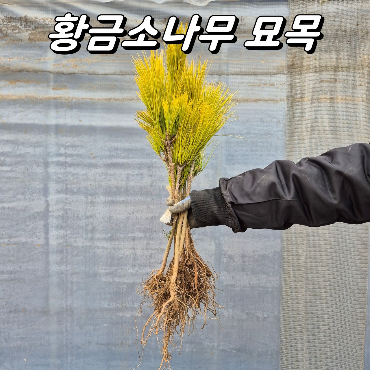 황금소나무 접목묘 조경수 묘목 45,000원