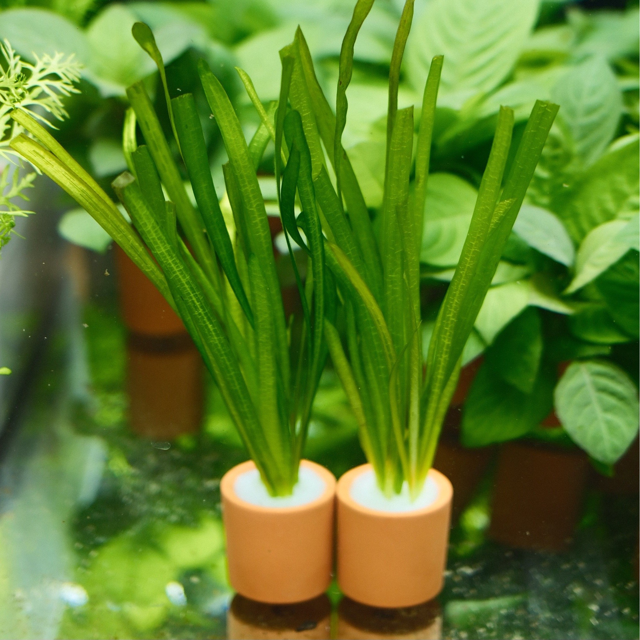 발리스네리아 풍성한 포트수초, 1개 3,500원