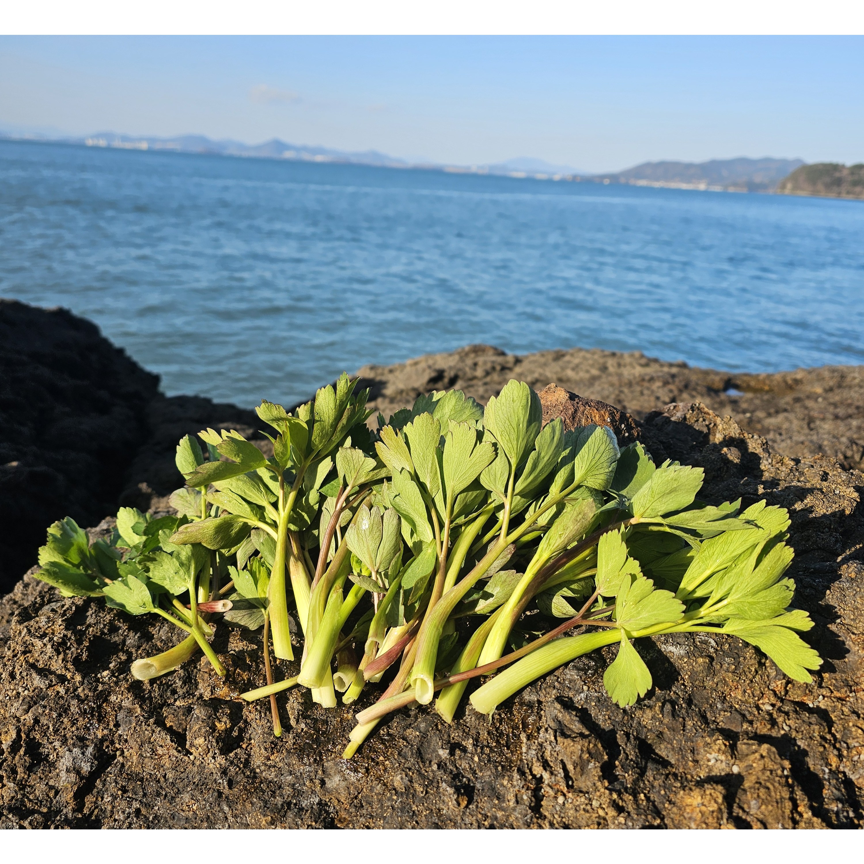 여수 청정 계도 금오도에서 노지 재배한 햇 방풍나물, 1박스, 1kg 14,910원
