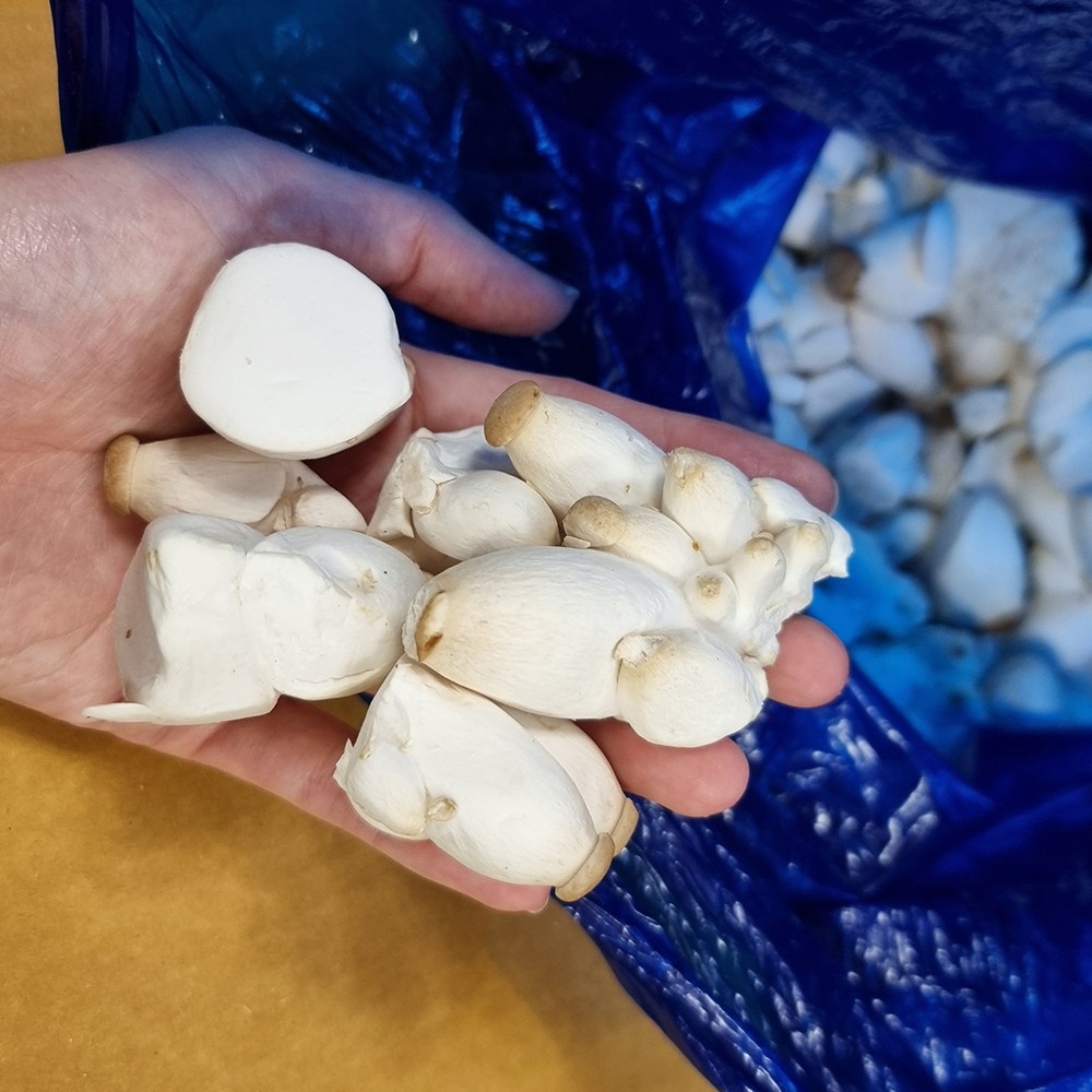 싱싱냠냠 국내산 미니 새송이버섯 콩알새송이 7,680원