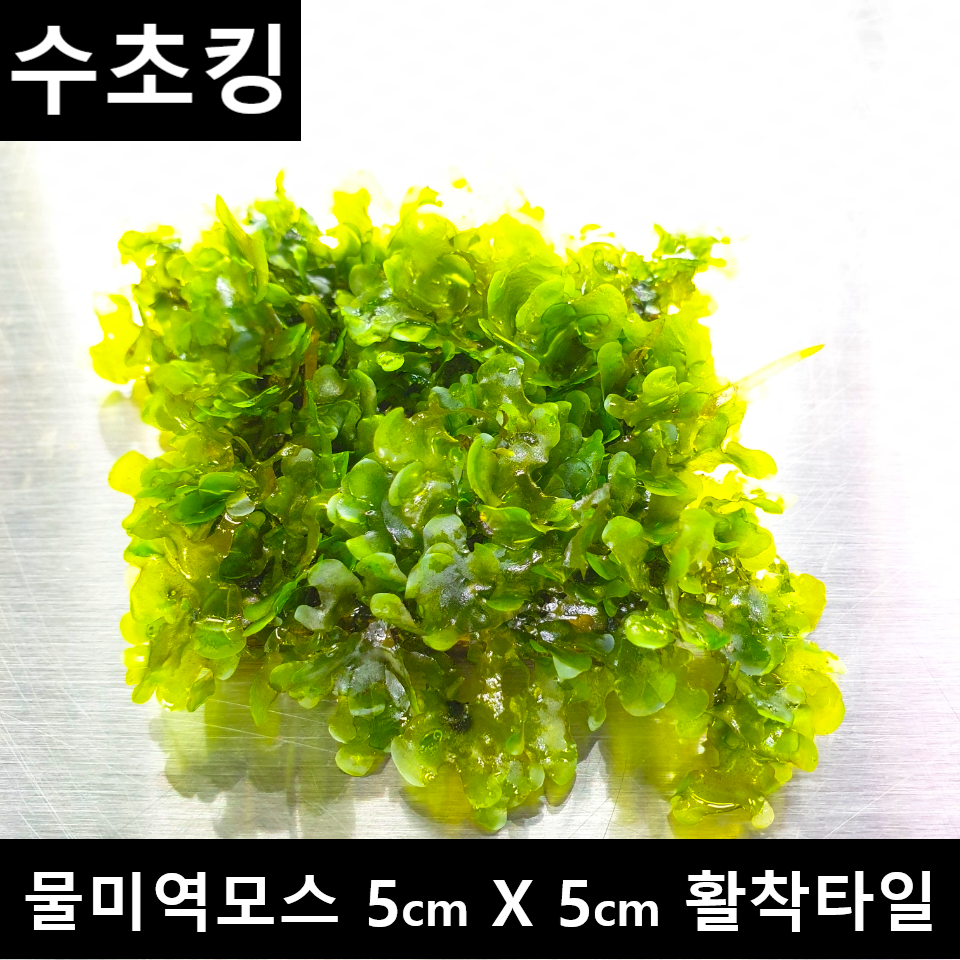 [수초킹] 키우기 쉬운 초보수초 물미역모스 5cm*5cm 활착판 14,990원