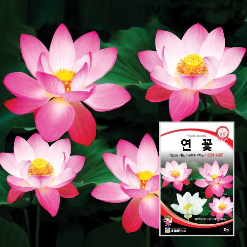 연꽃 10립 / 씨앗 종자 꽃씨 꽃밭 화단만들기 조경가꾸기, 1개 4,000원