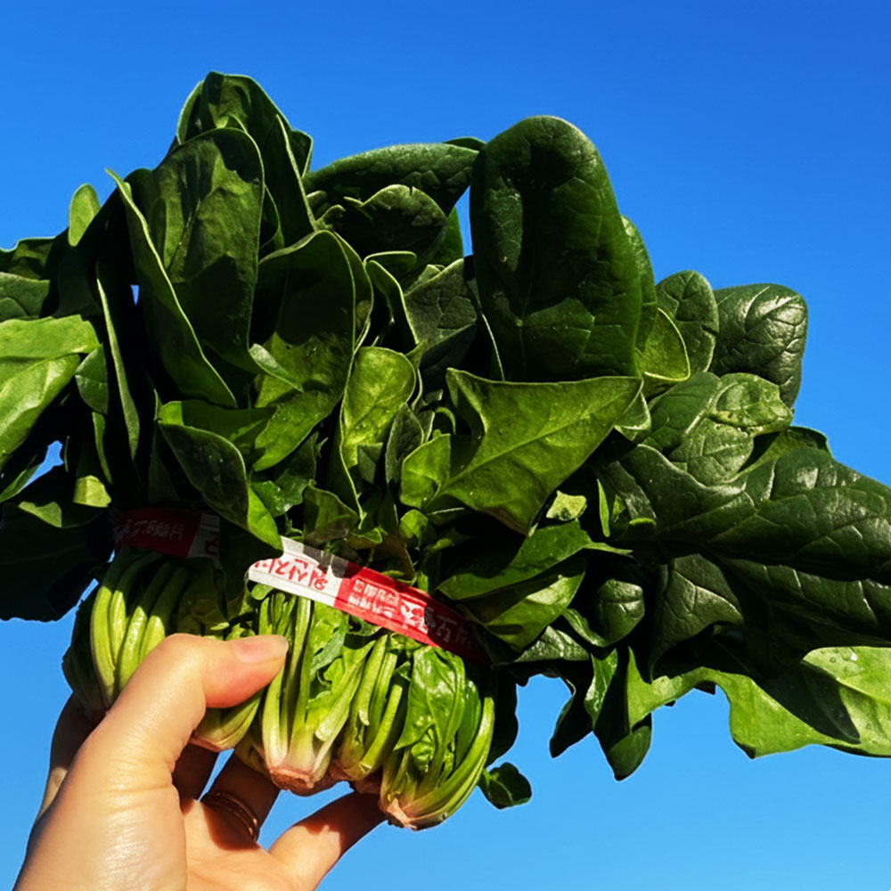 해풍맞고 자라 달큰한 국산 보물초 남해초 노지시금치, 2개, 500g 19,790원