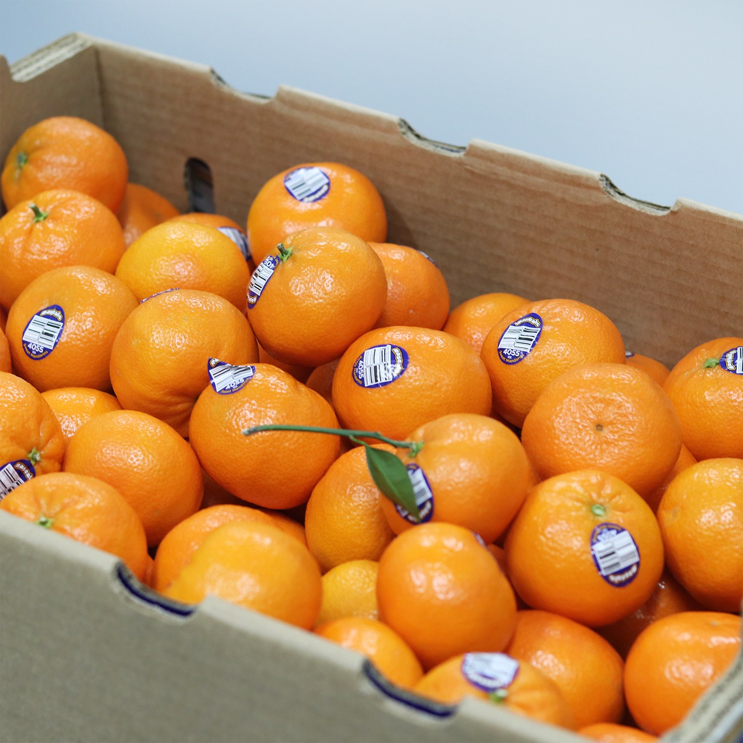 고당도 만다린 귤 캘리포니아산 9,900원