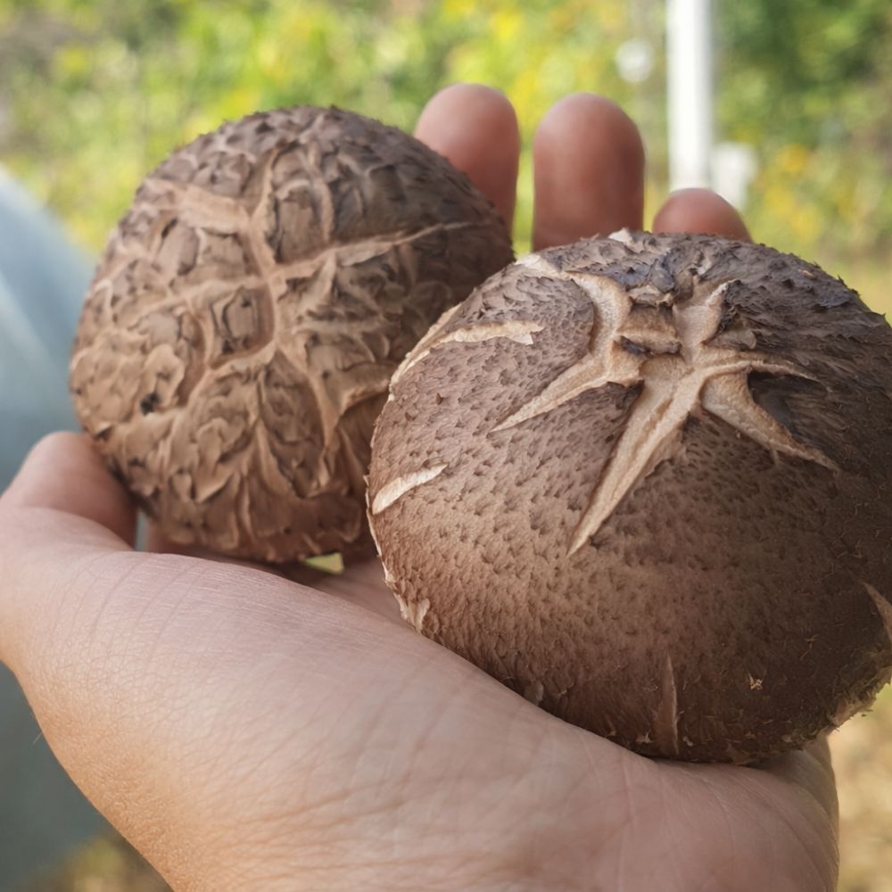 [괴산]표고향기 산지직송 쫄깃하고 향긋한 생표고버섯 국내산 참나무, 1박스, 특품(1kg) 30,900원
