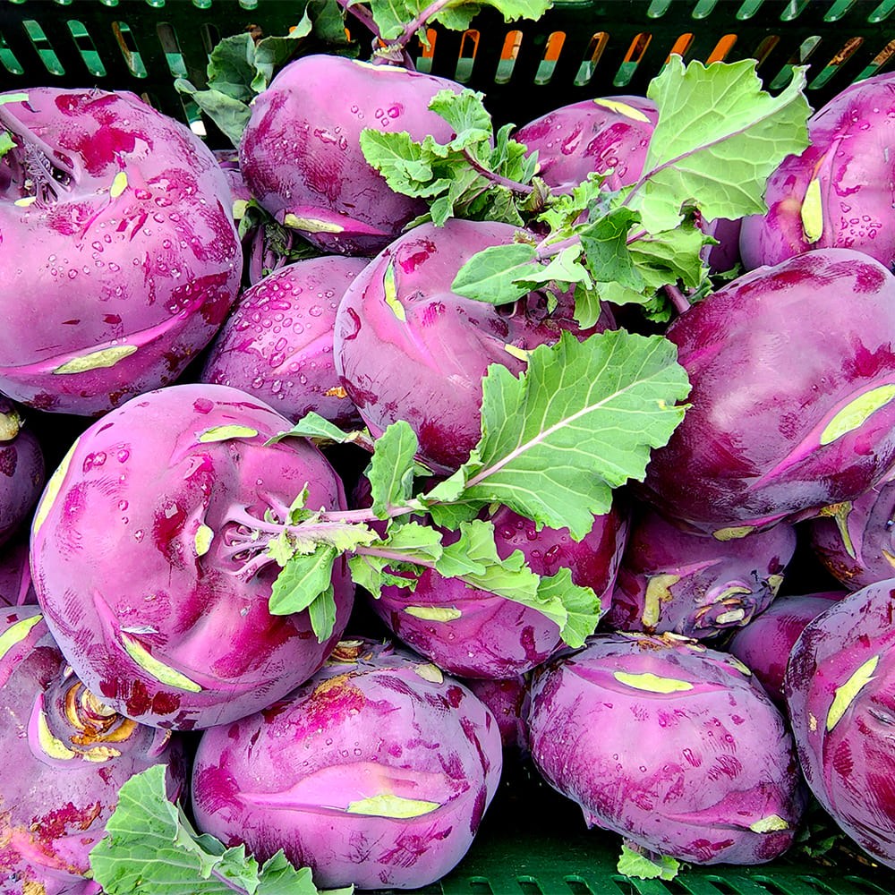 농장직송 청정제주 최상급 고당도 콜라비 19,500원