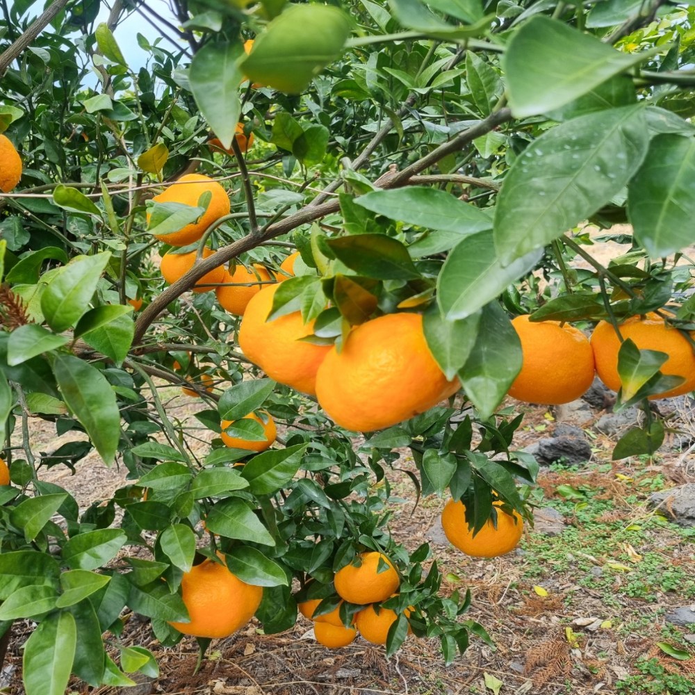 CS1%미만 청담농수산 제주도 윈터프린스 감귤, 1개, 중과 5kg (정품) 60,300원