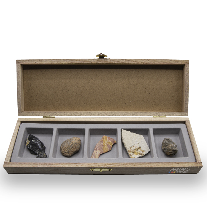 [ARi-D4503-5p] 교과서화석5종 ( 고사리.조개.나뭇잎.물고기.삼엽충 ) 97,390원