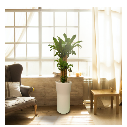 [한정특가 오투트리] 대형화분 당일무료배송 축하선물 개업선물 이사선물 승진선물 플랜테리어 실내공기정화식물 행운목 72,000원