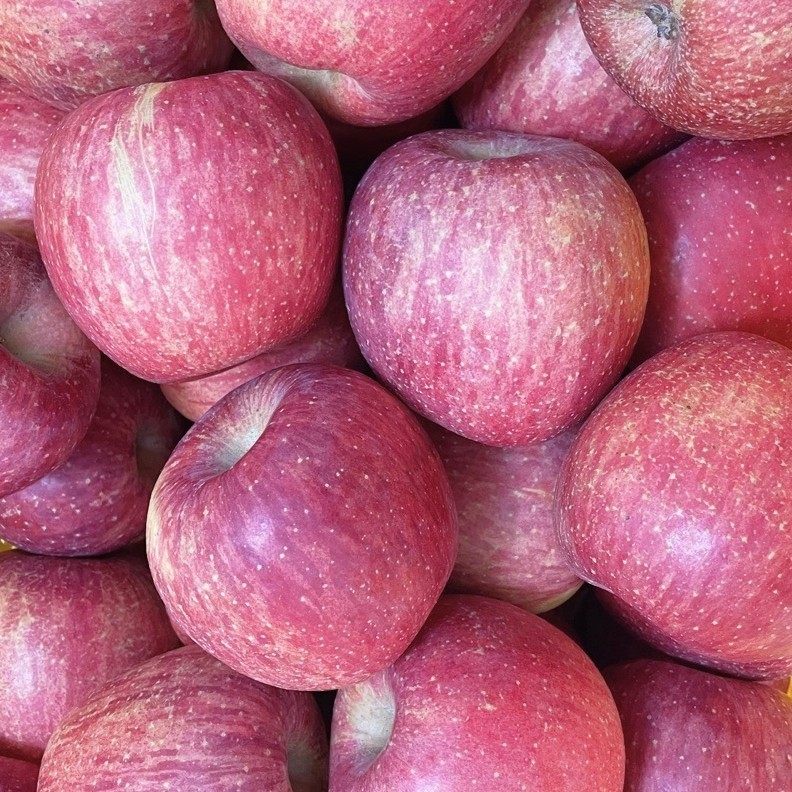 [초록별농장] [가정용상품] 실속만점 당도보장 부사사과 청송사과, 1박스, 대과 10kg 74,800원