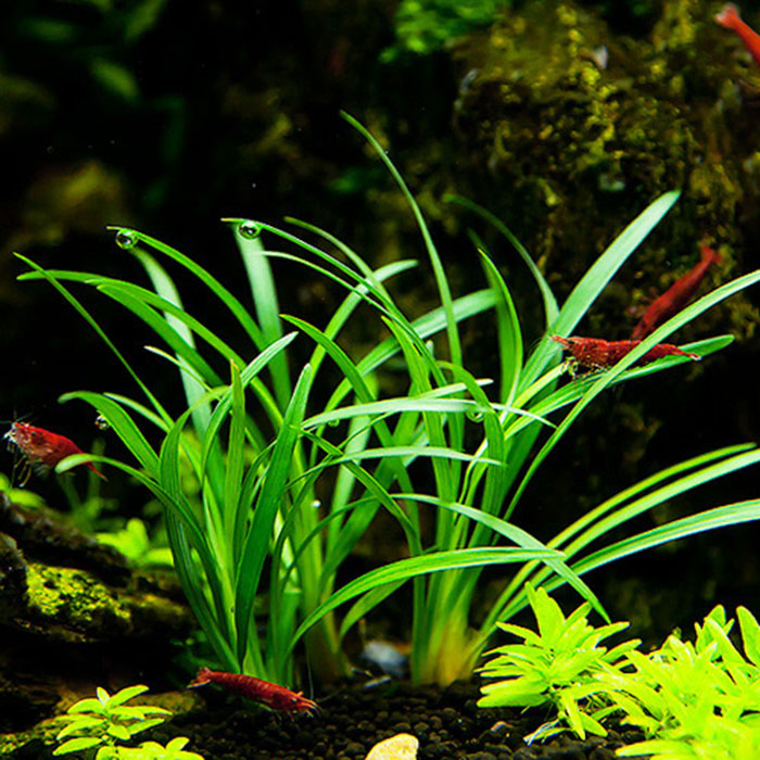 피알피쉬 애란 4뿌리 (전경수초) 4,340원