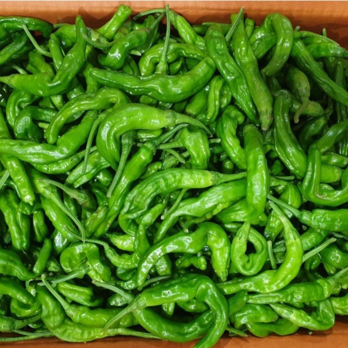 클릭마켓 국내산 꽈리고추 4kg, 4kg, 1개 29,500원