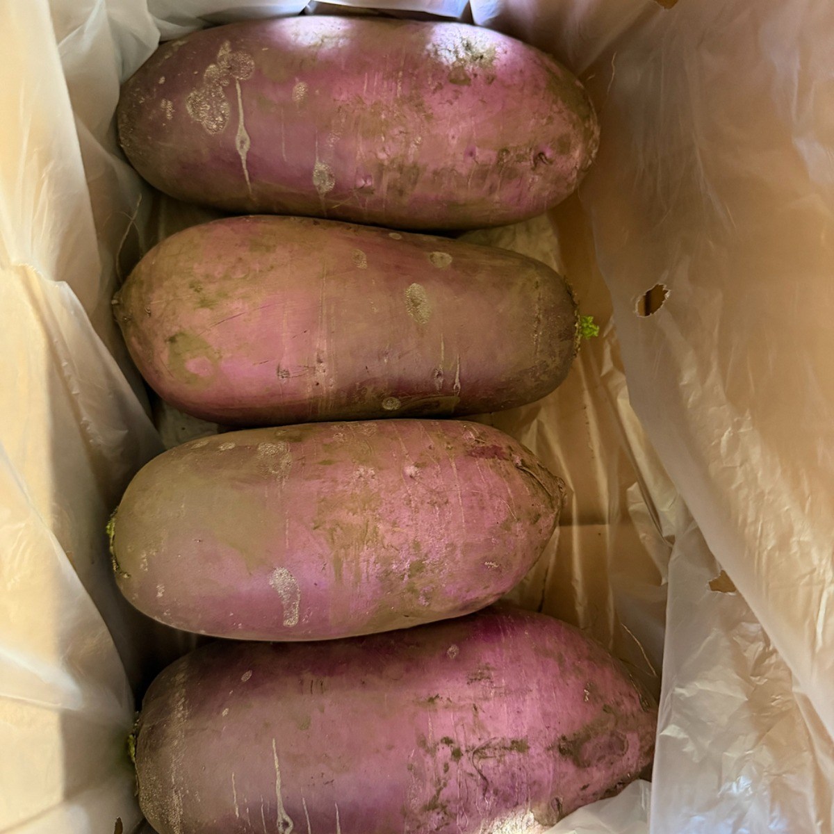 삼시세끼연구소 아삭하고 달큰한 4주한정 햇 국산 제주 자색 무우, 1박스, 4kg 39,890원