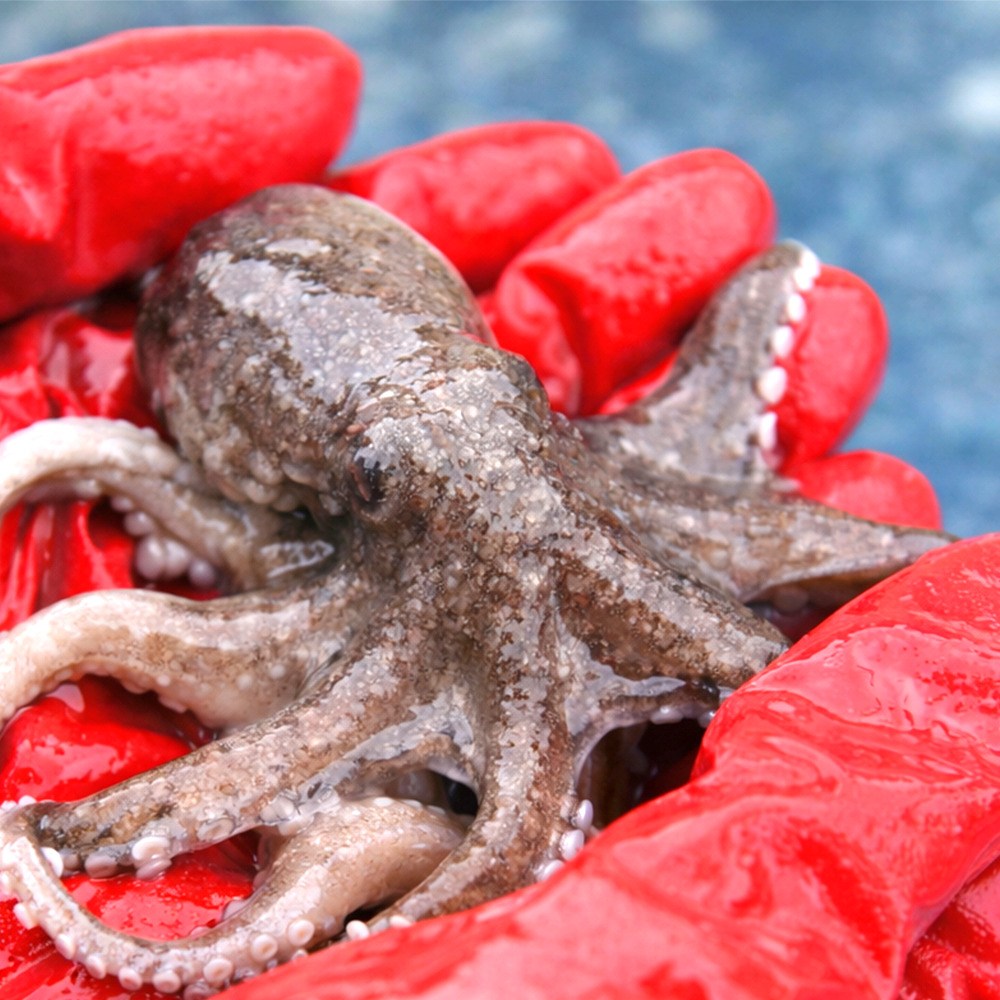 새벽조업직송 국산 생물 알 쭈꾸미, 1박스, 1kg 41,900원