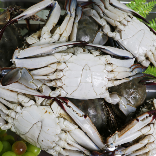 서해안 산지 직송 숫꽃게 냉동 빙장 2023년 가을 활숫꽃게 1kg 4~6미 24,000원