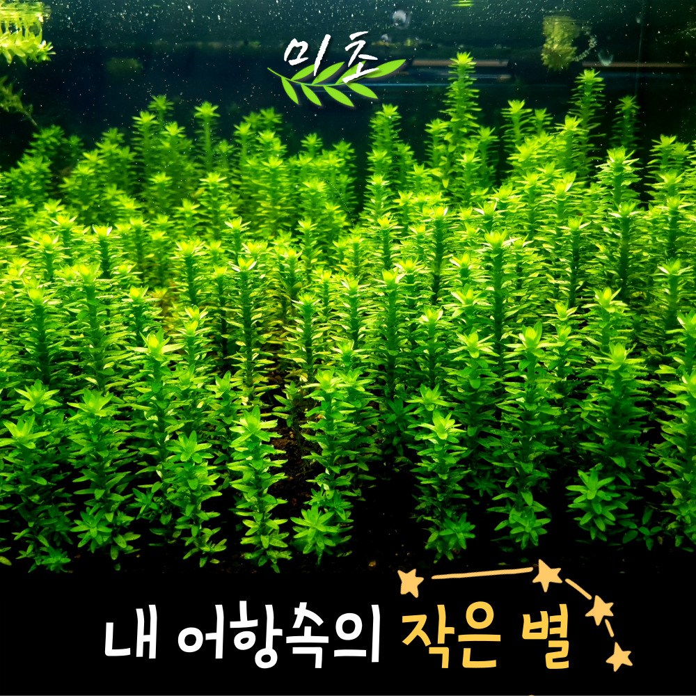 [미초] 스타레인지 수초 2촉 & 5촉 / 유경 수초 / 레이아웃 수초 / 어항 수초 6,800원