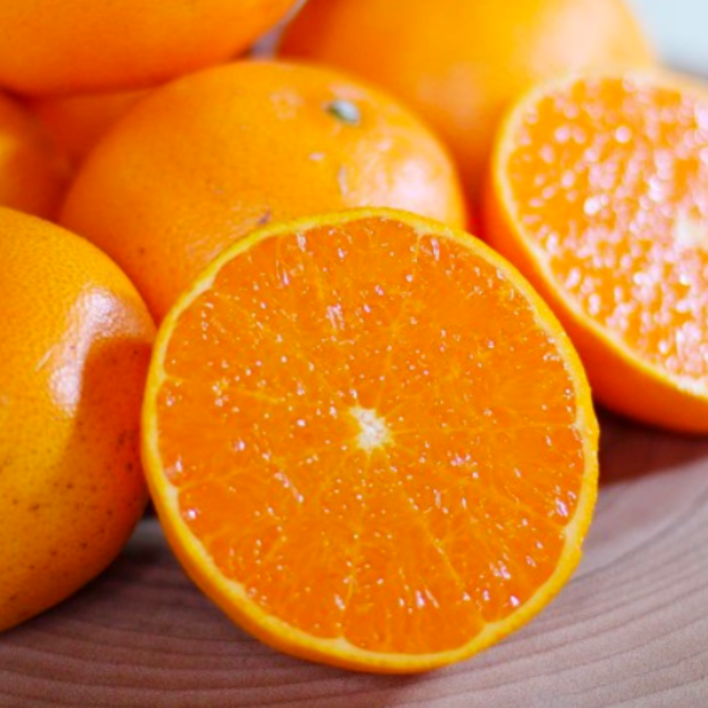 [100박스 특가] 프리미엄 15BRIX 초고당도 제주도 천혜향 32,900원