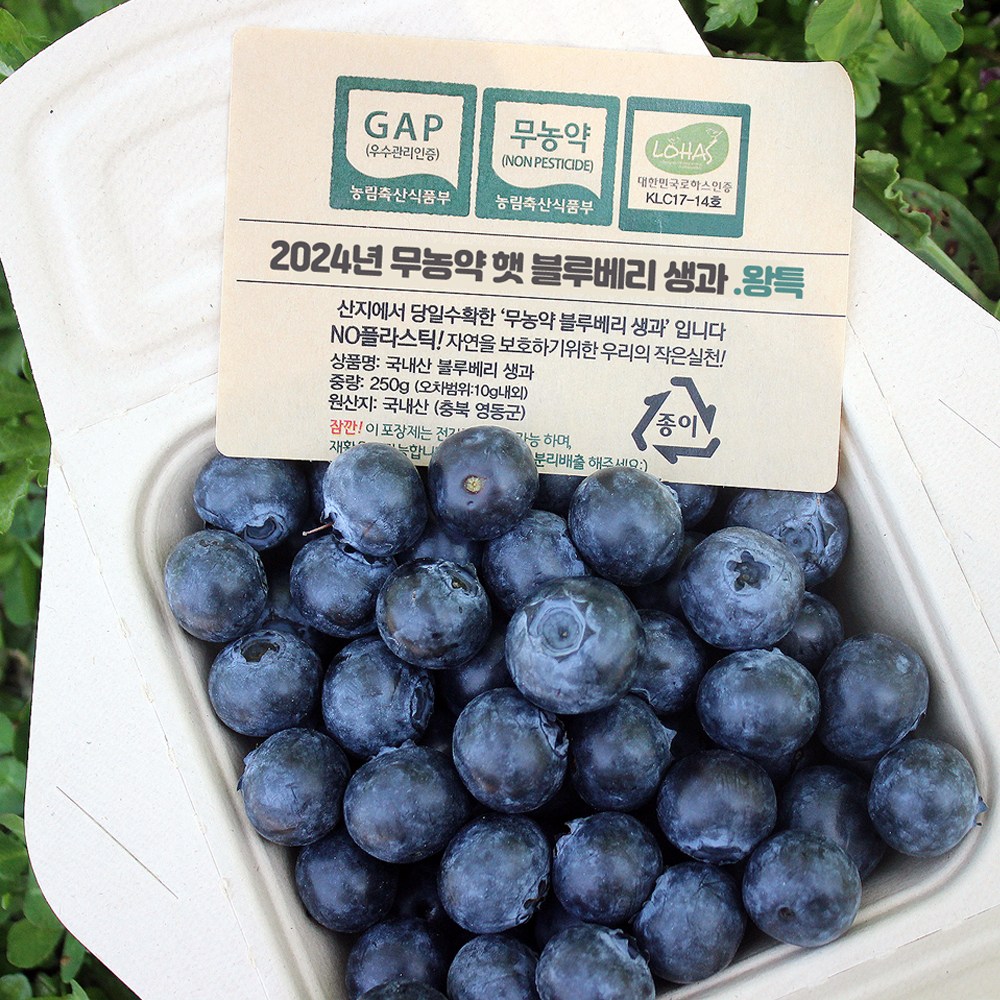 국산 무농약 햇블루베리 영동 생블루베리 생과 250g 500g 1kg, 1개 81,000원