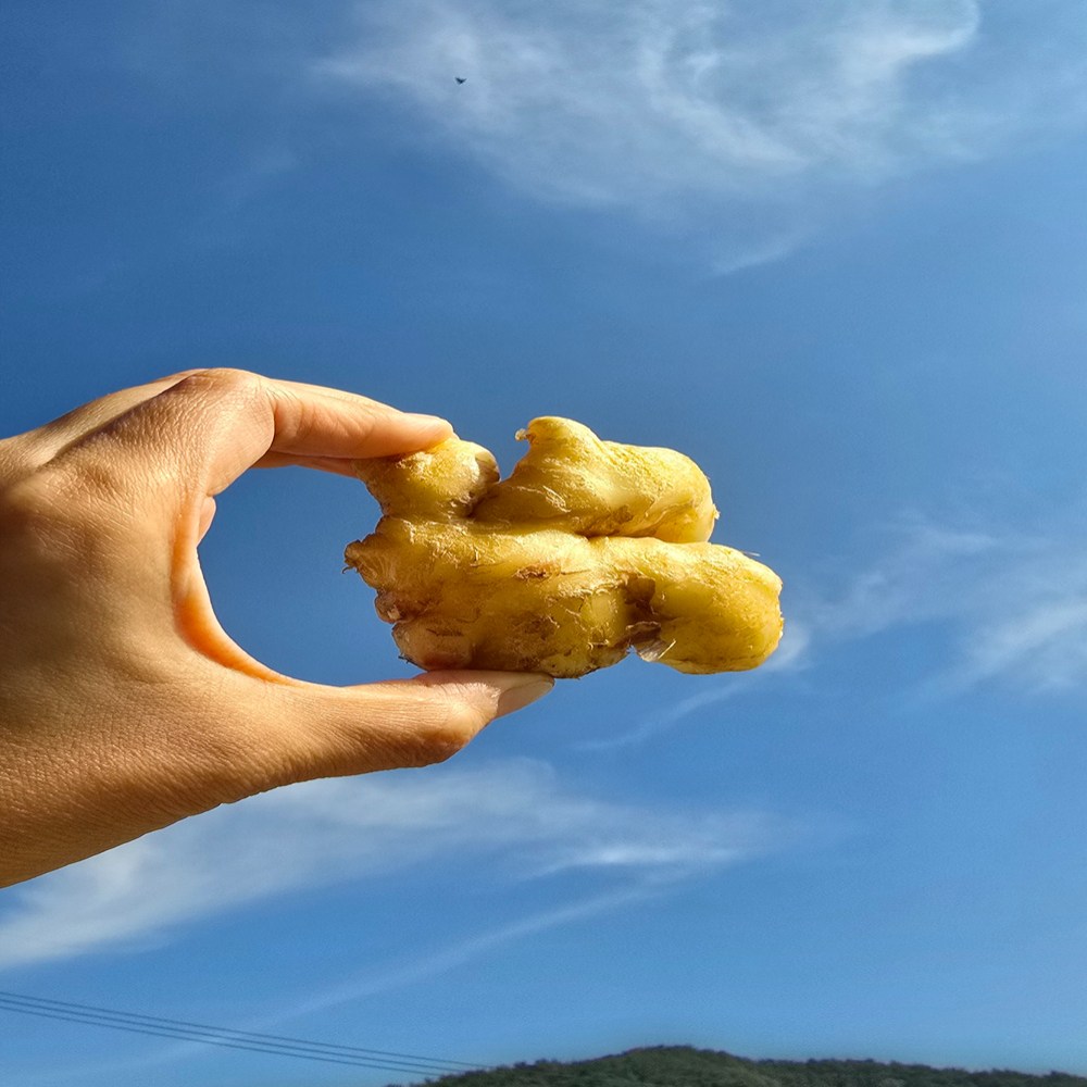 {경북} 청담농수산 산지직송 세척생강 14,900원