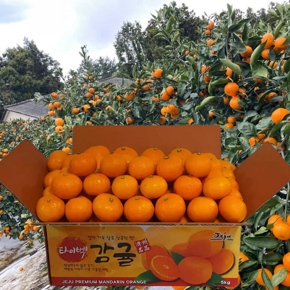[캡프티] 제주 고당도 타이벡 감귤 산지직송 최상급 품질 45,800원