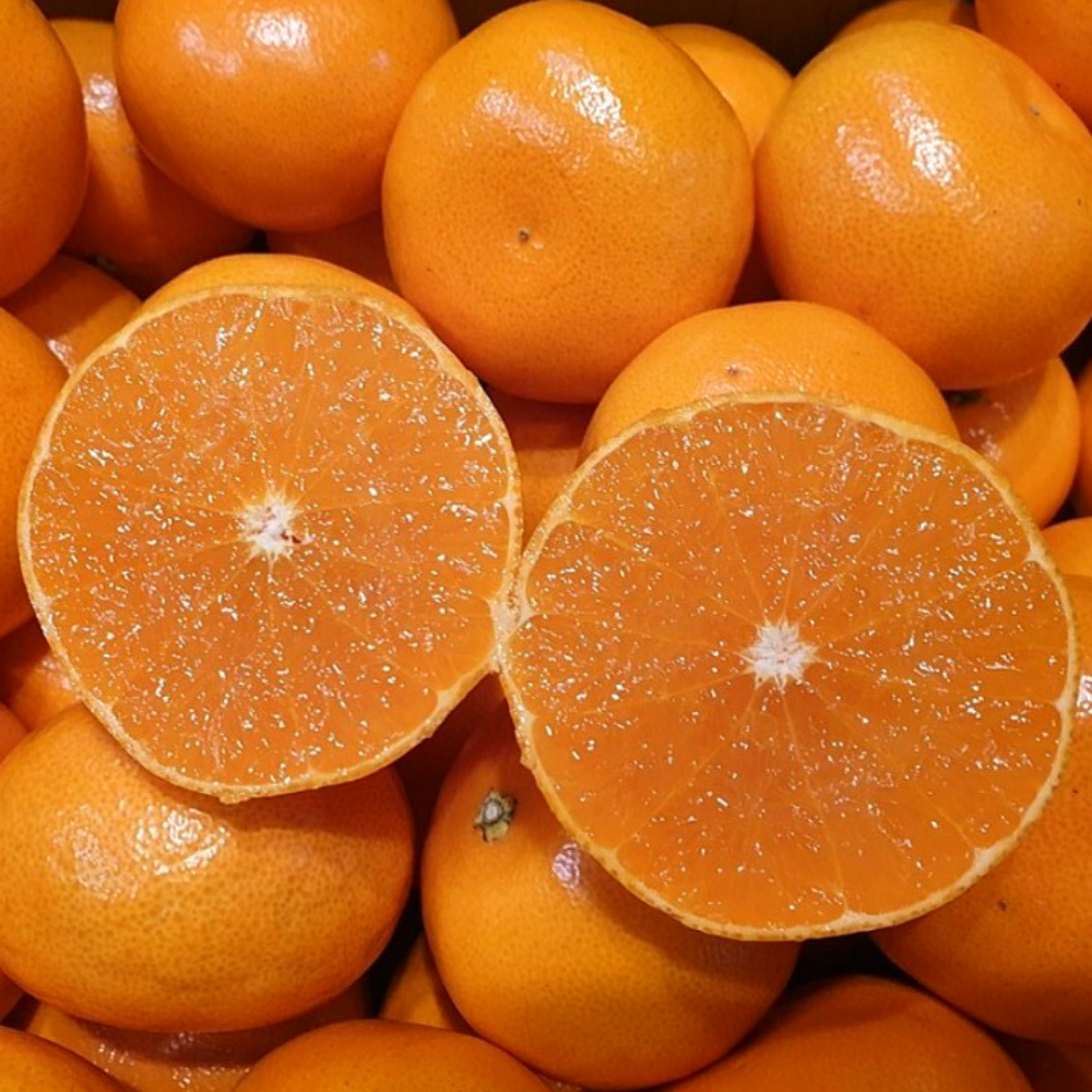 제주도 산지직송 천혜향 제철 감귤 고당도 프리미엄 귤 선물용, 1박스, 중과 5kg (18-23과) 44,200원