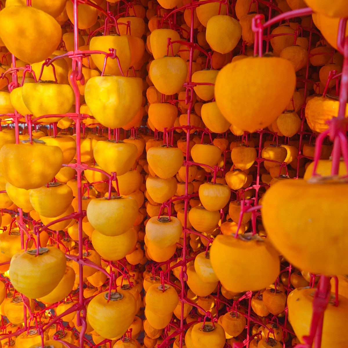 지리산 산청 고종시 곶감 명작 프리미엄 선물세트 42구 75,000원