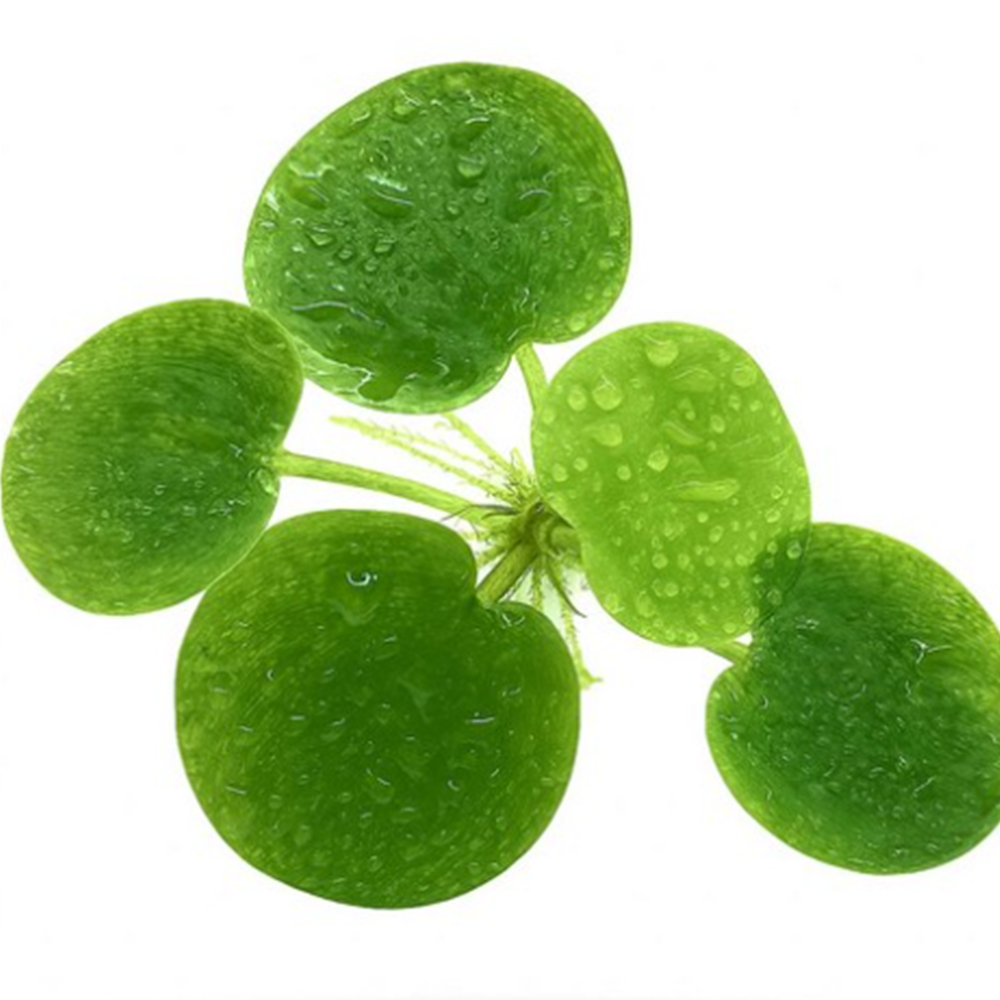 [수초대장] 치어 새우 은신처용 꼭꼭 숨어라 3in1 (소스컵3개) 세트수초 8,200원