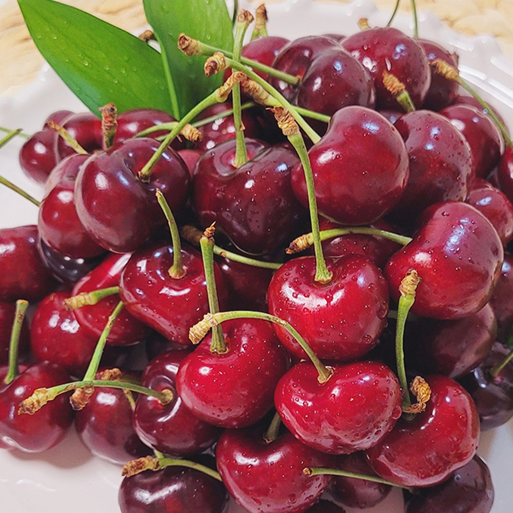 상큼한 프리미엄 고당도 생 체리, 1개 93,900원