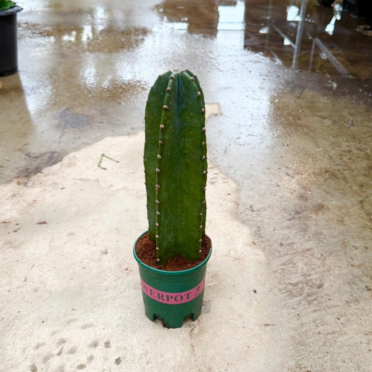 귀면각 선인장 40cm 개업선인장 다육식물 키우기 전자파 차단 대성식물, 1개, 40cm 15,400원