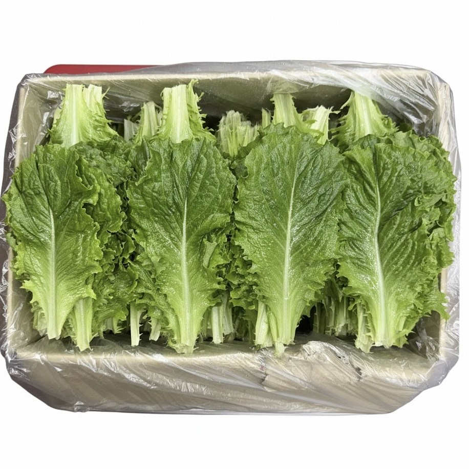 [신선보장]농진사 청상추 로메인 국내산 특품 16,400원