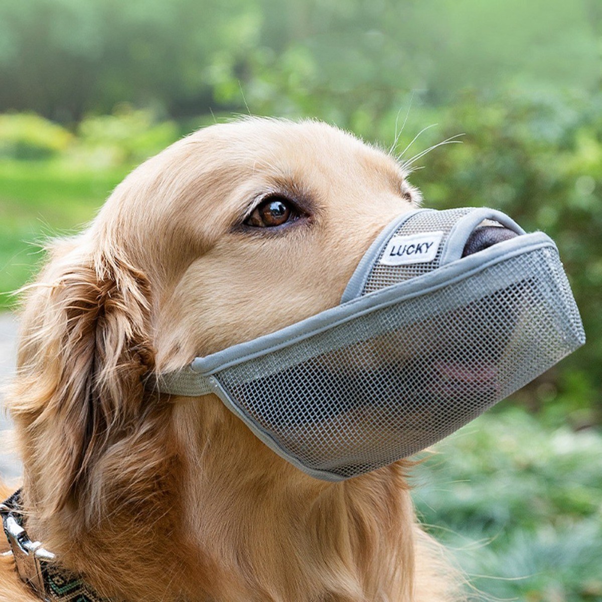 (당일발송) 이지유 애견 원버튼 메쉬 입마개 L 중형견 대형견, 1개, 럭키 그레이, 현재가 5,900원