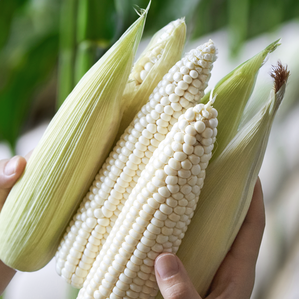 [싱싱냠냠]Non-GMO 강원도 햇 찰옥수수 냉동 옥수수 17,600원