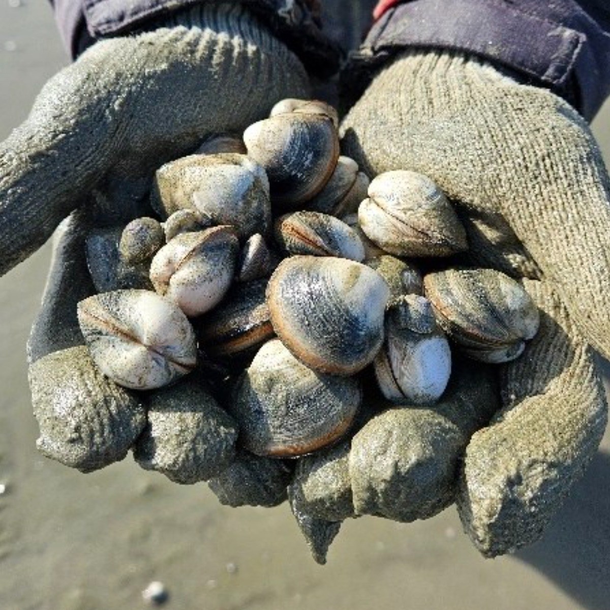 바지락부부 고창 갯벌 동죽 물총조개 해감O 당일배송, 1개, 동죽 10kg 51,000원