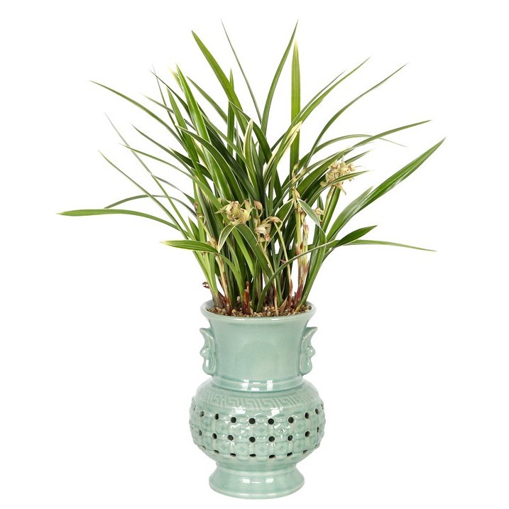 99플라워 (당일수령) 감사의 마음 동양란 [ST-E554] - 승진 취임 인사 개업 동양난 화분, 1개 126,100원