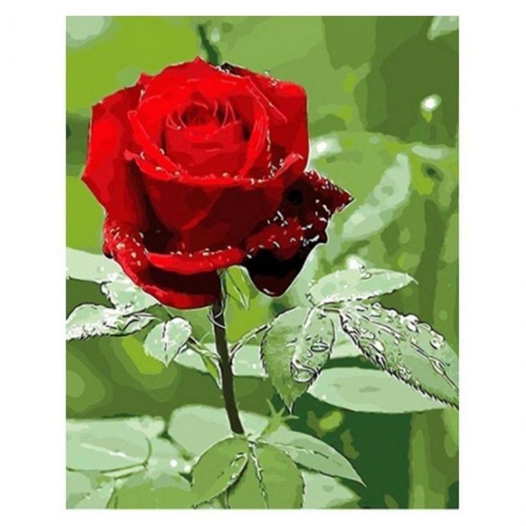 OH-M 명화 유화그리기 A-270 장미 한송이 40x50 가구 그림 액자 퍼즐 사진 인테리어 소품 가심비,가성비 31,390원