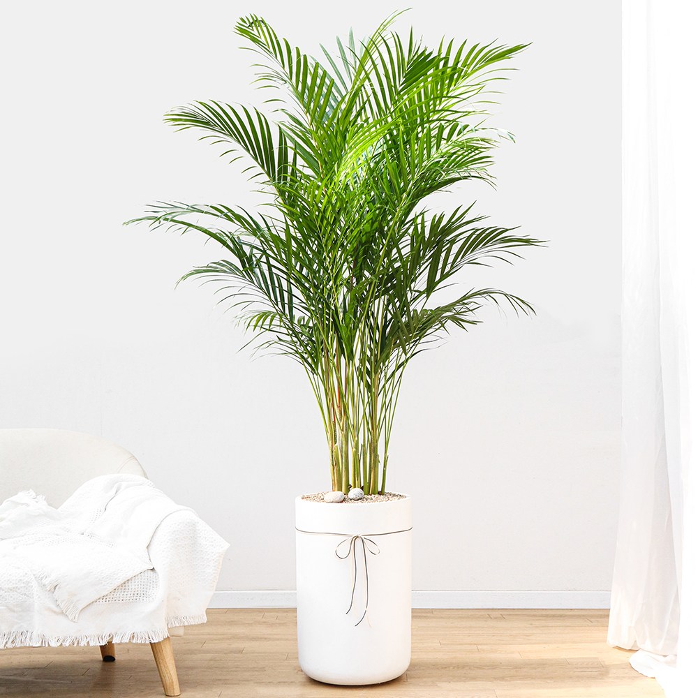 드셀플라워 금전수 돈나무 개업 화분 집들이 선물 승진 사무실 이전 병원 개원 식당 개업식 축하 화분 배달 당일배송, 35.아레카야자 × 1개 75,000원