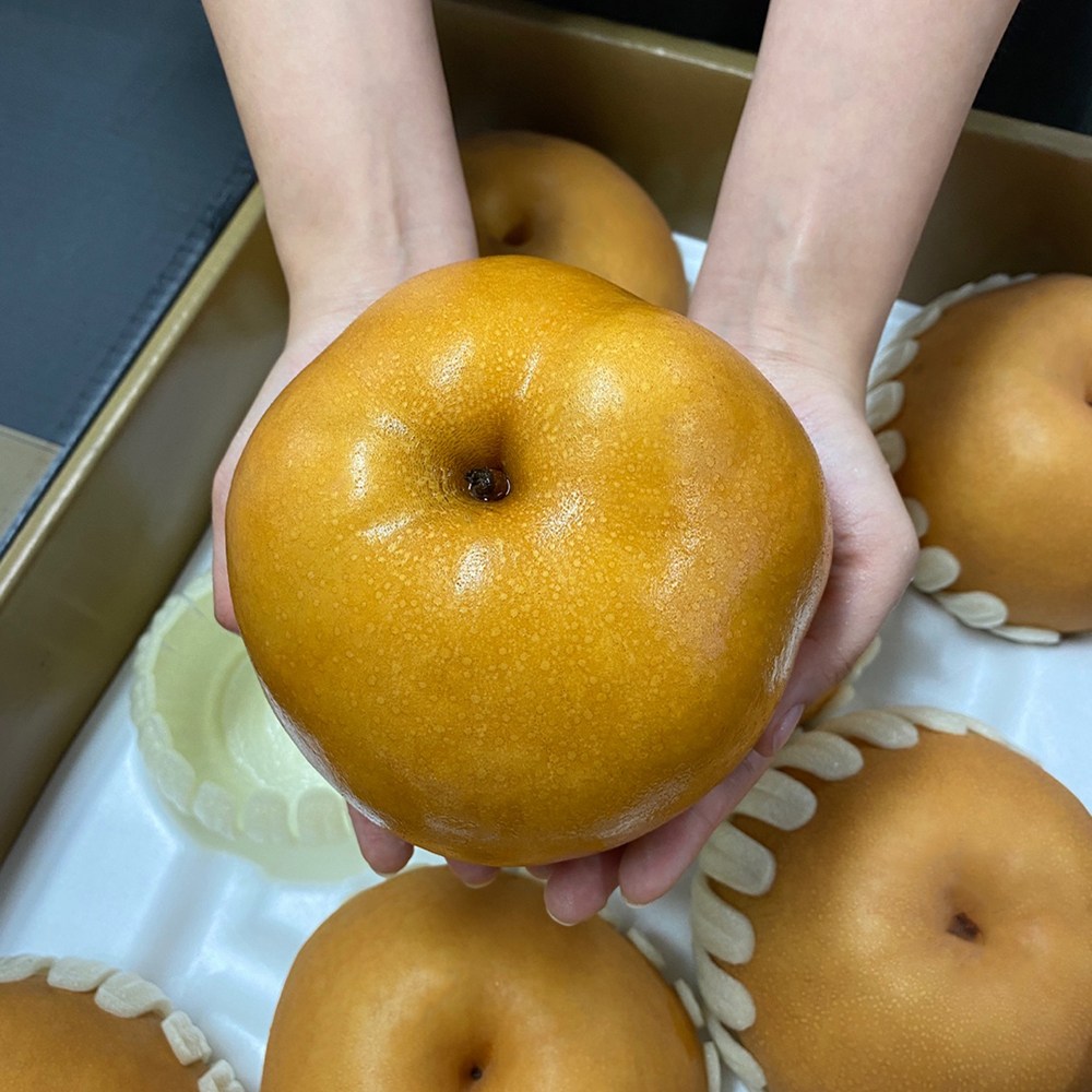 햇 배 나주 신고배 원황 GAP인증 선물세트 5kg, 7.5kg, 15kg 85,900원