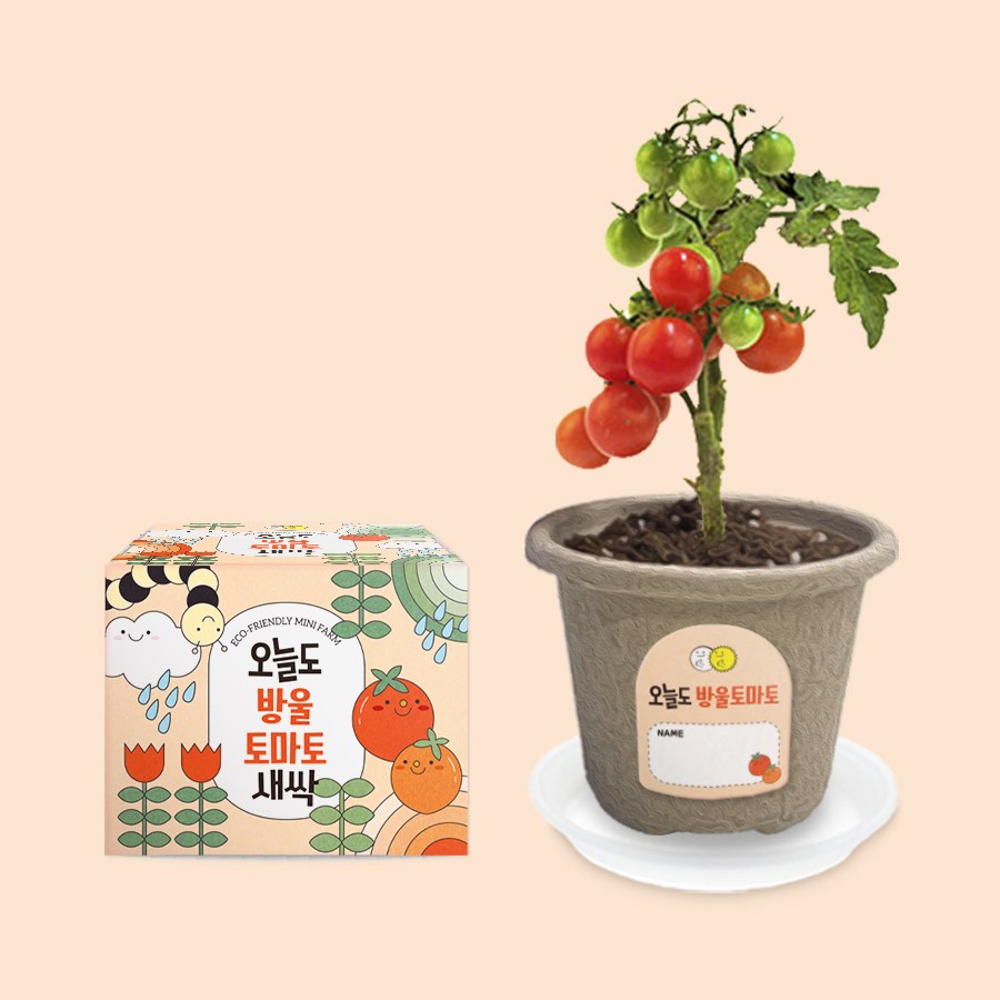 오늘도새싹 식물키우기 방울토마토 미니화분, 1개 2,600원